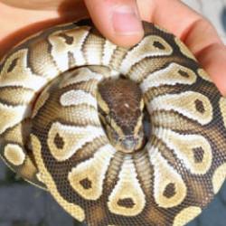Gören gözlerine inanamadı! Cebinden piton çıktı