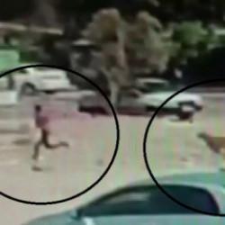 Hatay'da korku dolu anlar: Başıboş köpek çocuğu kovaladı!