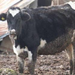 Bolu’da 18 köy ve 4 mahallede şap karantinası