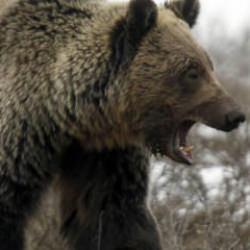 Japonya 'ayılar' için asker gönderiyor! Ülke alarma geçti