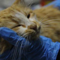 Sivas'ta kedi AIDS'ine rastlandı! Uzmandan kritik uyarı