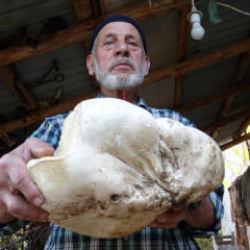 Kütahya'da dev mantar bulan Arif dede sevinçten havalara uçtu