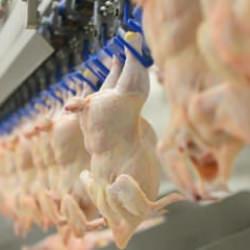 Tavuk eti üretimi eylülde yıllık bazda yüzde 6,9 arttı