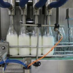 Toplanan inek sütü miktarı eylülde 892 bin 886 ton oldu