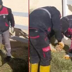 Şanlıurfa'da skandal görüntü: Yonca balyalarının arasına koydular