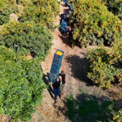 İşçilerin grevi kış meyvesini dalında bıraktı! Kilosu 3 liraya kadar geriledi