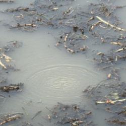 Sapanca’nın ardından Efteni Gölü’nde de gizemli fokurtu