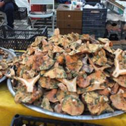 Balıkesir’de yağmur yağdı, mantar fışkırdı