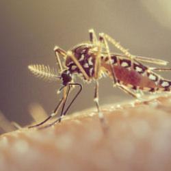 Sivrisinek kabusu! 21 kişi öldü