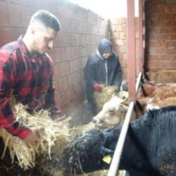 'Almanya'da robot olacağıma çoban olurum' diyerek memleketine döndü