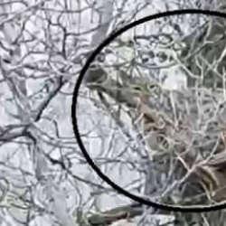 Sivas'ta görüntülendi: Avlamanın cezası 840 bin TL 