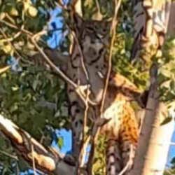 Tunceli'de bir köylü görüntüledi: Öldürmenin cezası 45 milyon TL