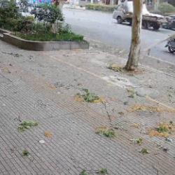 Çin'de talihsiz kaza: Bisikletli yaşlı adamın üzerine ağaç dalı düştü