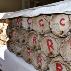 Misafir odasında muhafaza ediliyor: Kilogramı 10 bin TL