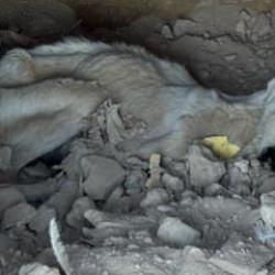Skandal görüntü Denizli'den: Ölen hayvanlar diğer hayvanlara yedirildi 