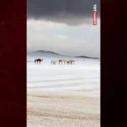 Suudi Arabistan’ın yüksek kesimlerine kar yağışı