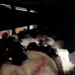 Siirt'te uyuşturucu operasyonu: Küçükbaşların karın boşluğuna gizlenmişler