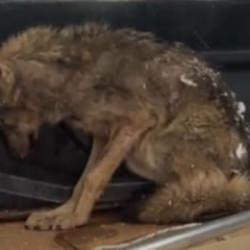 Zonguldak'ta aç kalan kurt köpek kulübesine sığındı