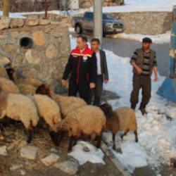 35 koyunu telef olmuştu: Devlet besicinin yüzünü güldürdü
