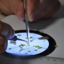 İzmir'de heyecanlandıran keşif! Dünya'da 16, Türkiye'de 8 oldu