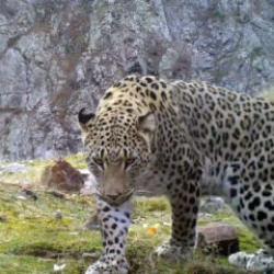 İlk kez 2019 yılında görüntülenmişti: Avlamanın cezası 45 milyon TL