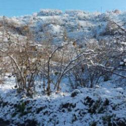 Fındık üreticilerinin kar sevinci