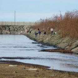Rize'de ilginç olay: Duyan duymayana duyurdu! Herkes kıyıya akın etti
