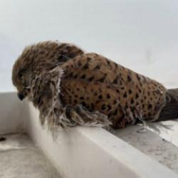 Hakkari'de kahreden manzara: Donarak telef oluyorlar