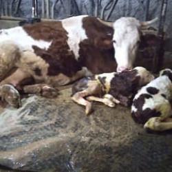 Besici, 15 gün arayla önce kahroldu sonra sevinçten havalara uçtu