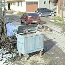 Aracın ezdiği köpeğin röntgeninde yaklaşık 400 saçma tespit edildi