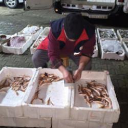 Balıkçının kabusu gerçek oldu! Kastamonu'da ekipler teker teker ölçtü
