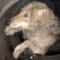 Bingöl'de yolunu şaşıran kurt girdiği dükkanda panik yarattı