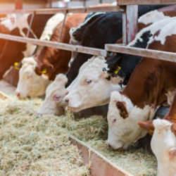 Çok nadir görülüyor! Edirne'de besicinin yüzünü mucize doğum güldürdü