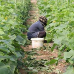 Çiftçinin yüzü güldü! Devlet yüzde 50 hibe desteği sağlayacak