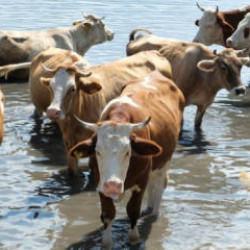 Eskişehir'de 22 büyükbaş hayvanını satan besici dolandırıldı