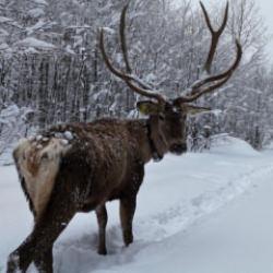 Kocaeli'de kameraya yansıyan kızılgeyik, görüntüsüyle mest etti