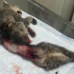 Muğla'da kan donduran hadise: Derisi yüzülmüş, kuyruğu kesilmiş halde ölü bulundu!