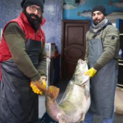 Elazığ'da yakalanan dev balığı iki kişi zor taşıdı! Fiyatı belli oldu