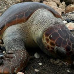 Nesilleri tehlike altında! Mersin'de 15 günde 7 caretta caretta ölü bulundu