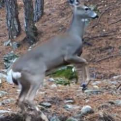 Fotokapan öyle bir görüntü kaydetti ki! İzleyen tekrar tekrar oynattı 