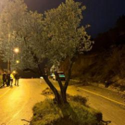 Bir gecede yolun ortasında belirdi! Aydın'da zeytin ağacı yolu ikiye böldü