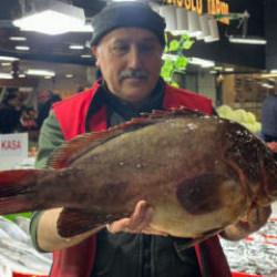 Çeyrek altın getiren dev balığı alıyor! Nadir bulunan balık Sivas'ta satışa çıktı