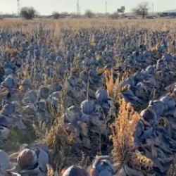 Çiftçi dert yandı: Tanesi 80 TL'lik ürüne 5 TL fiyat biçtiler