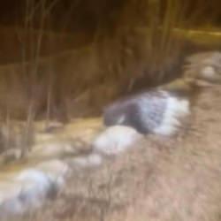 Gençler hayrete düştü! Hint oklu kirpi Sivas'ta görüldü