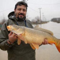7 kiloluk balık ayaklarına geldi! Edirne'de tarlada balık yakaladılar