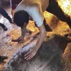 Ameliyathane değil ahır! İneğe ekmek bıçağıyla sezaryen yaptılar