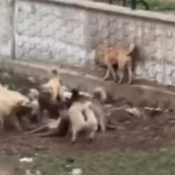 Diyarbakır'da kameraya yansıdı: Köpekler, başka bir köpeğe saldırdı