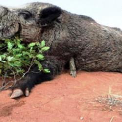 Samsun’da avlanma pulundan elde edilen gelir dudak uçuklattı 