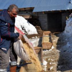 İstanbul'dan köyüne döndü: 4 yılda 100'den 680'e yükseltti 