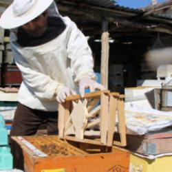 Amasya'da ilginç seçim: Kazananı arılar belirleyecek